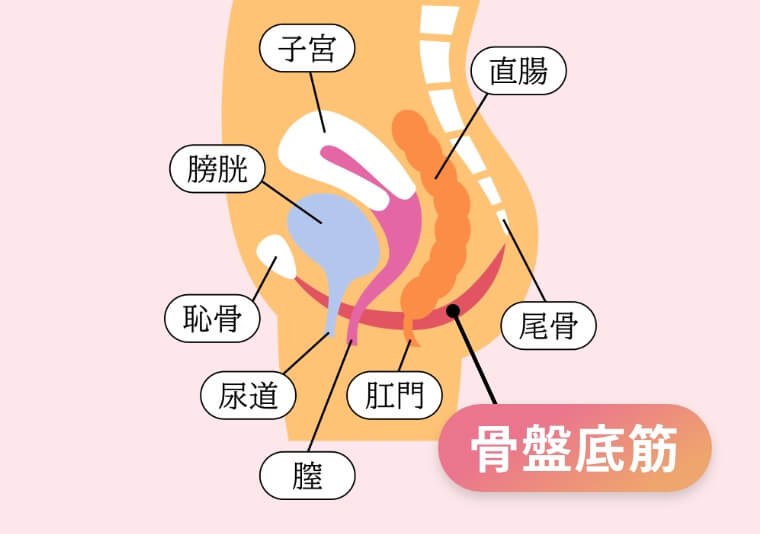 骨盤底筋